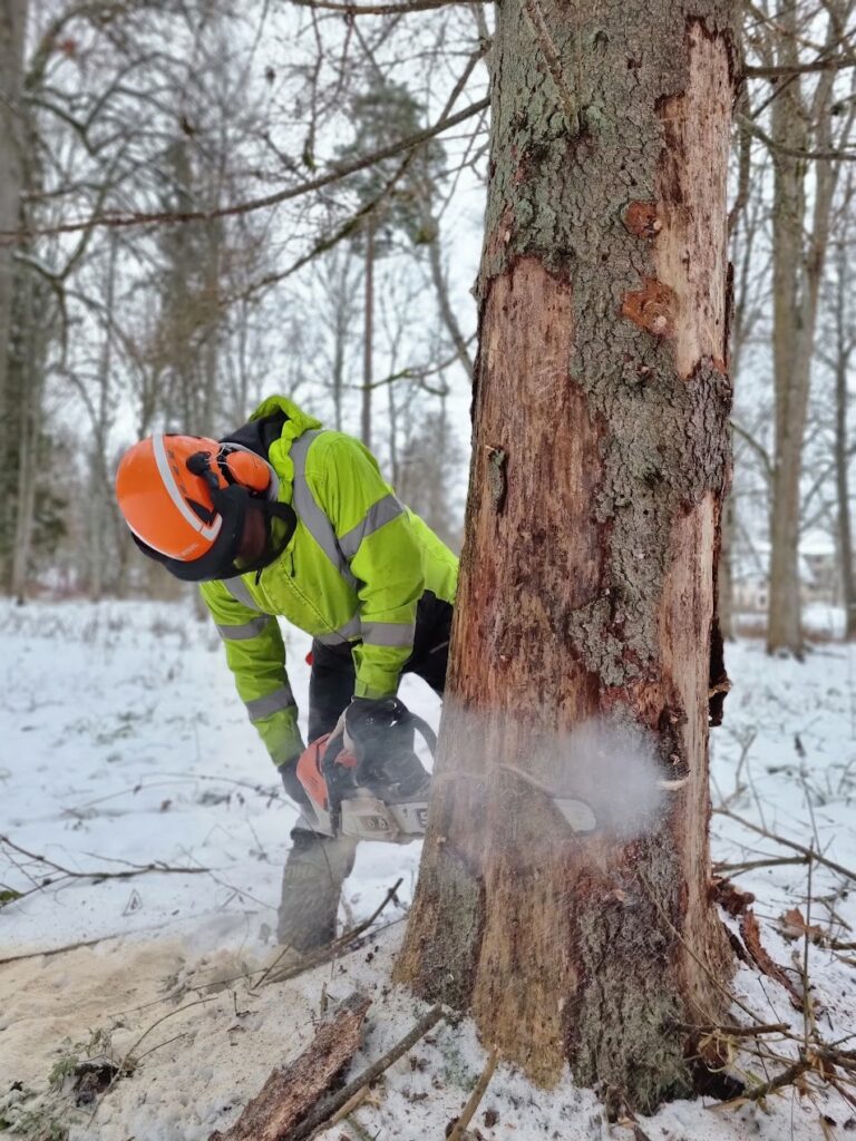 Arborist langetab kahjustatud puud mootorsaega, kasutades ohutusvarustust ja professionaalset töövõtet Harjumaal