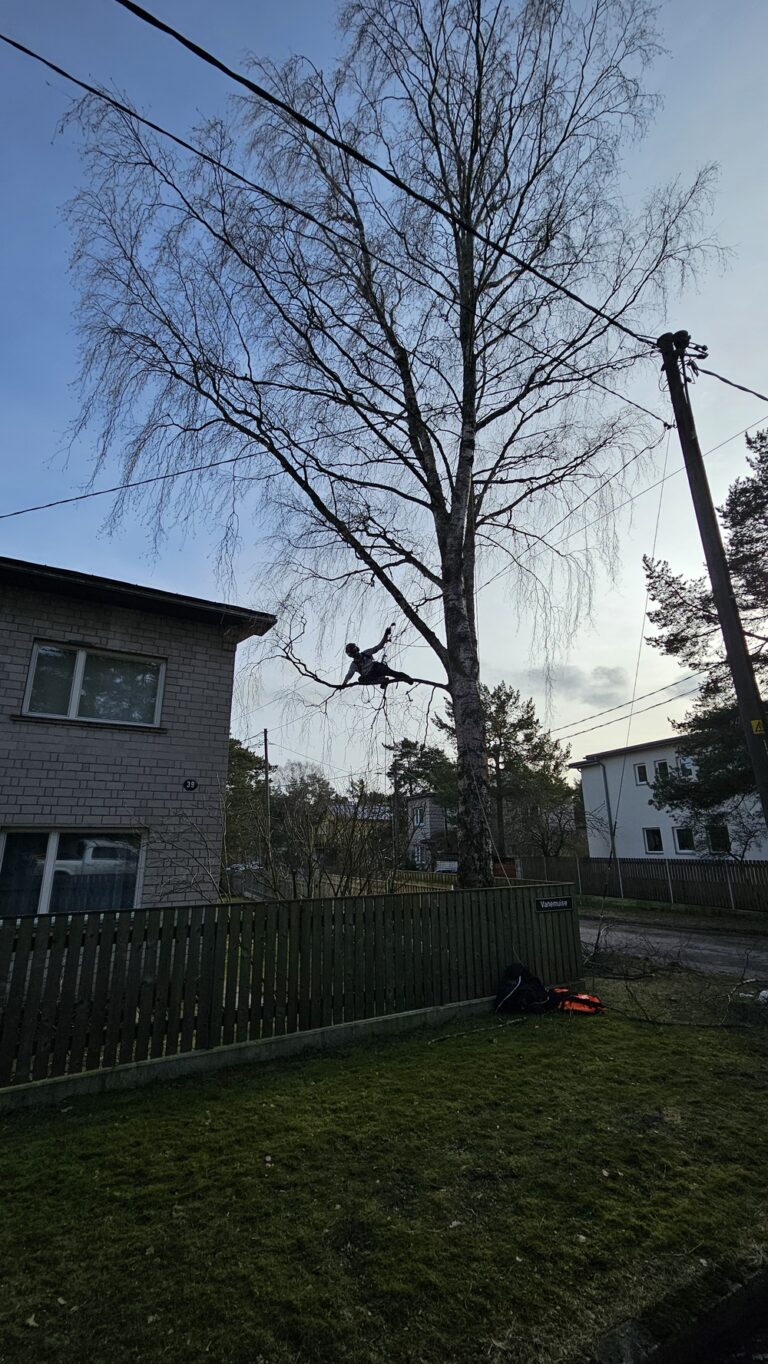 Ohtlike puude langetamine elektriliinide ja hoone lähedal Tallinnas – Rae Arboristi arborist töös