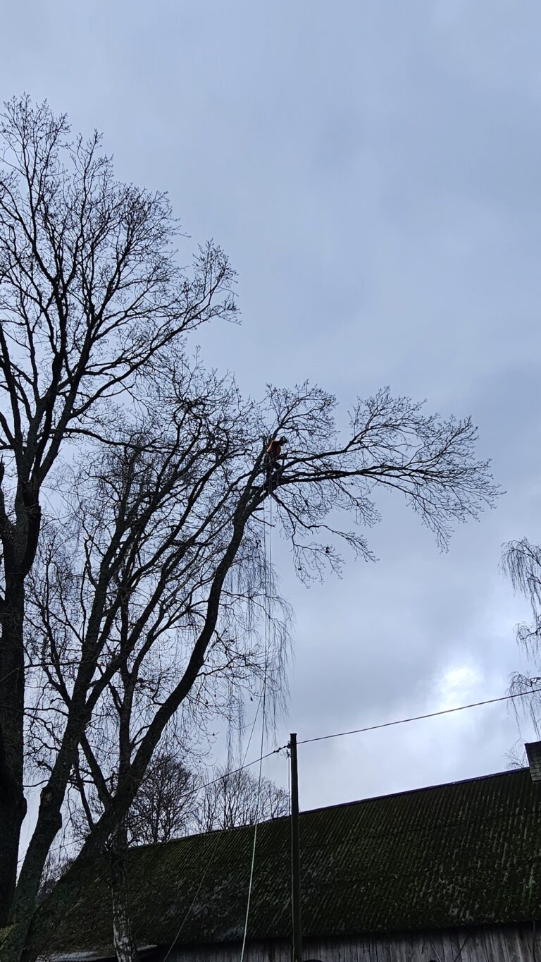 Ohtlike puude langetamine Tallinnas – Rae Arboristi arborist eemaldab puu köietehnikaga hoone lähedal